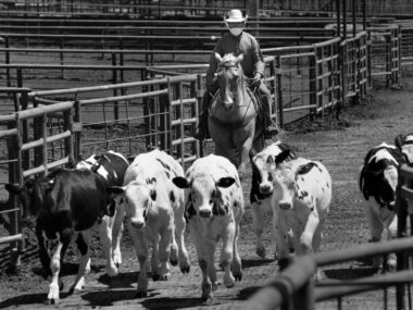 You Guys are Cattle and We're the Ranchers